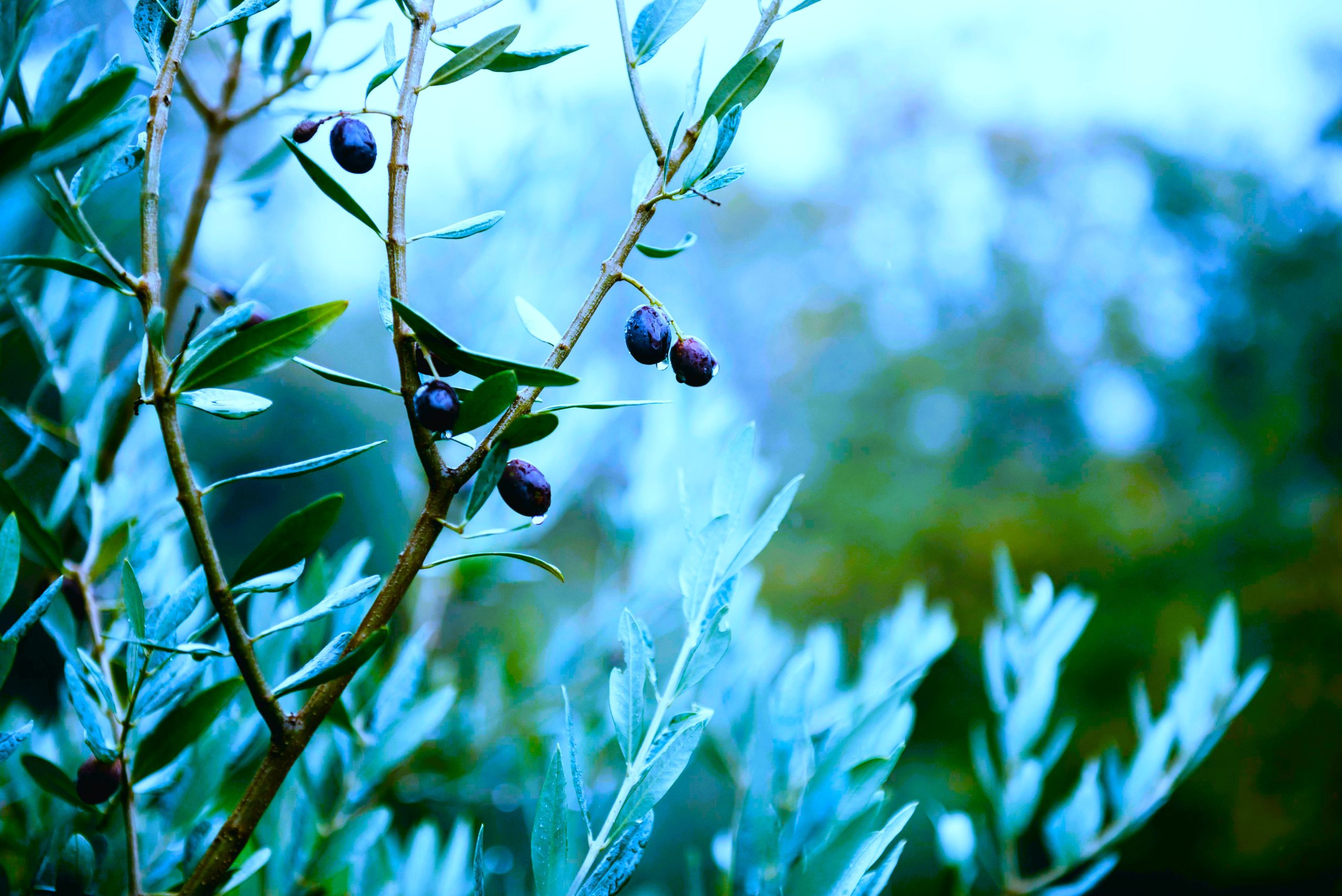 modified_Blue_oliveBranch-scaled