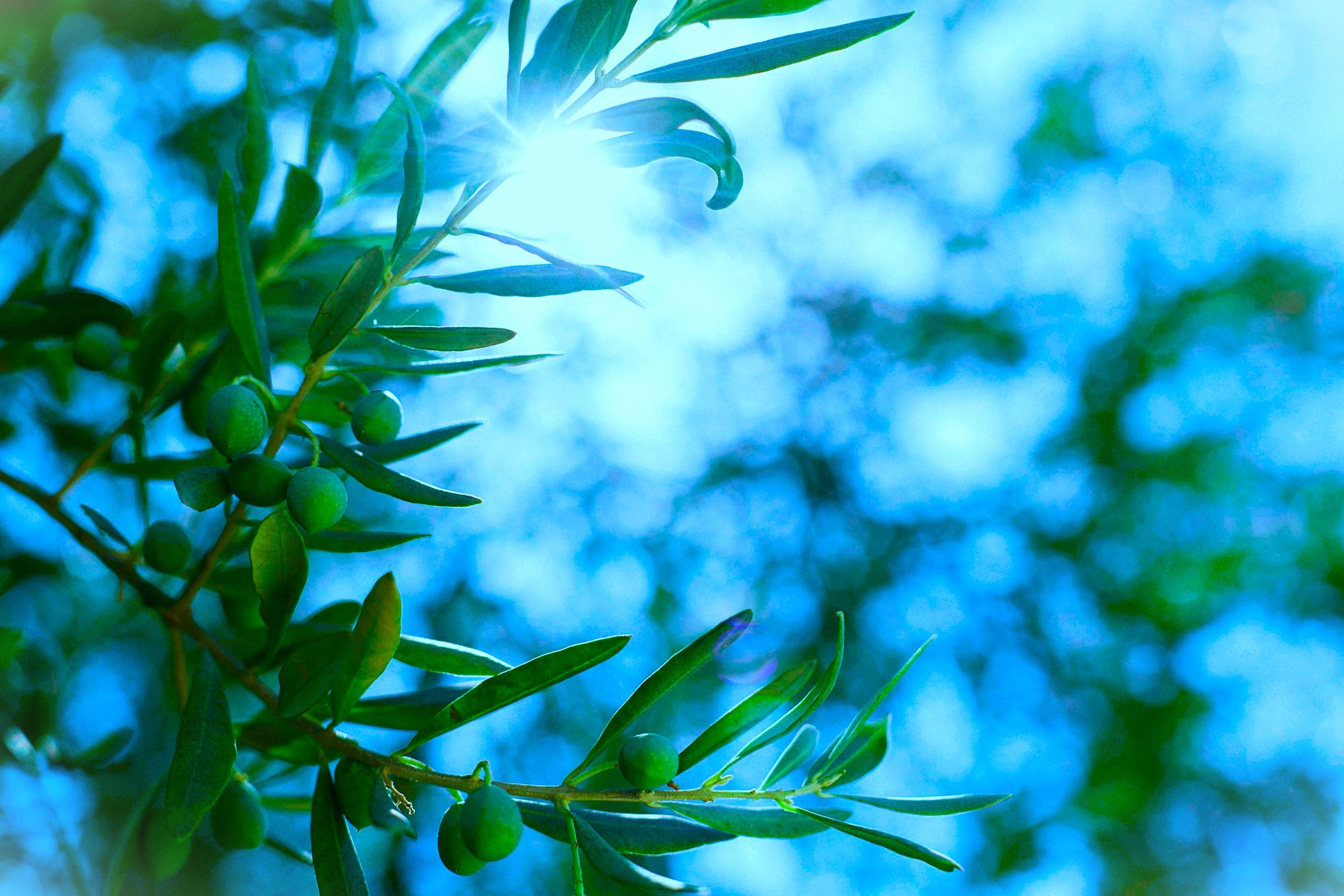 modified_Blue_oliveBranch2-scaled
