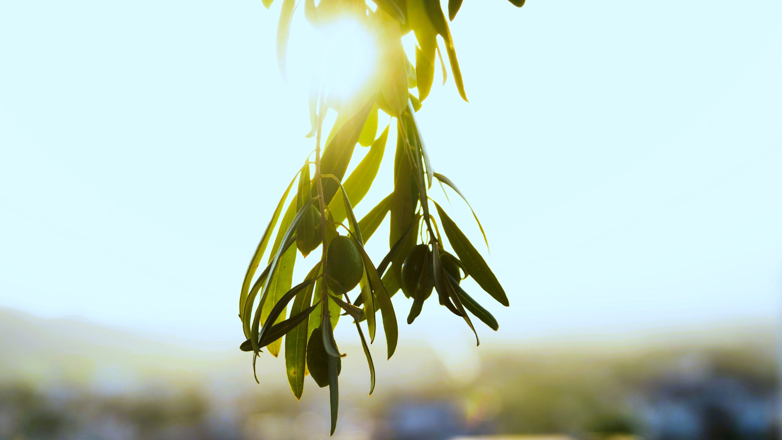 modified_Blue_olives-scaled